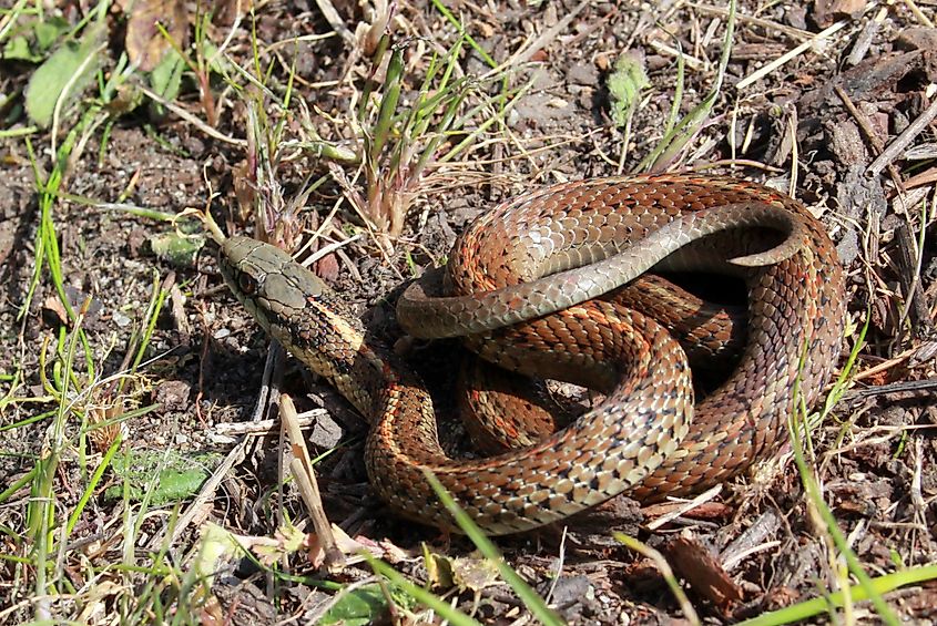 Northwestern garter snake on the ground.