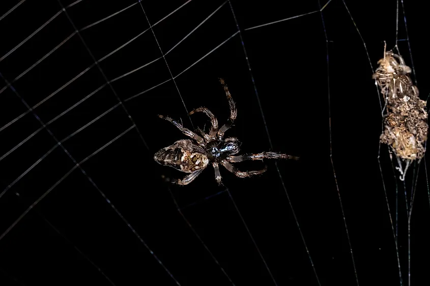 A spider of the genus Cyclosa.