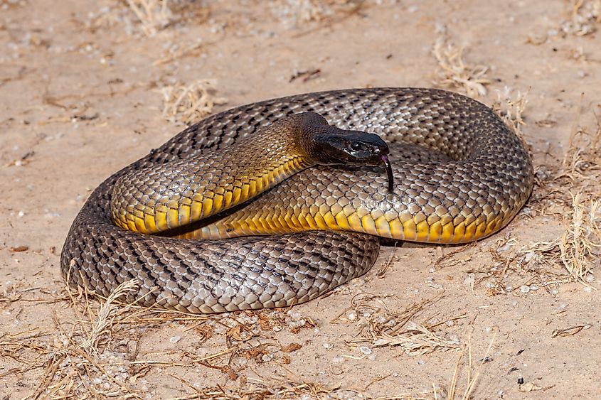 An Inland Taipan (Oxyuranus microlepidotus) in its natural habitat in southwestern Queensland, Australia