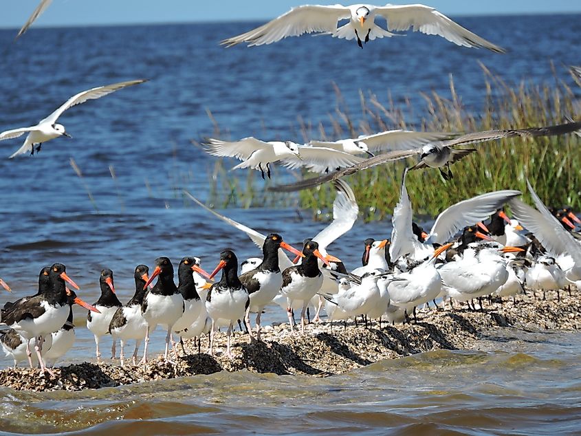 Wintering shorebirds in Cedar Key, Florida