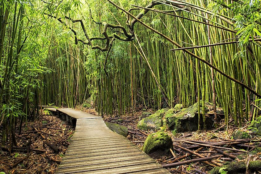 A boardwalk through the forest in the Haleakala National Park.