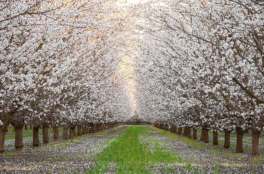 Trees blossoming along the Fresno Blossom Trail.