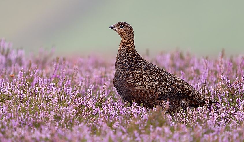 Red grouse, Lagopus lagopus scotica, single bird in flowering heather, Yorkshire.