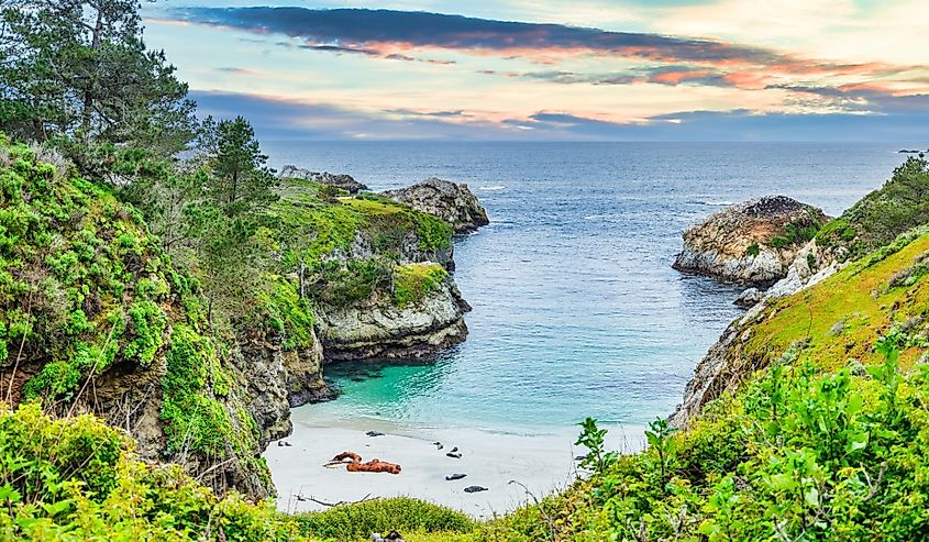 Point Lobos State Natural Reserve, Carmel, Monterey County, California, United States of America, North America