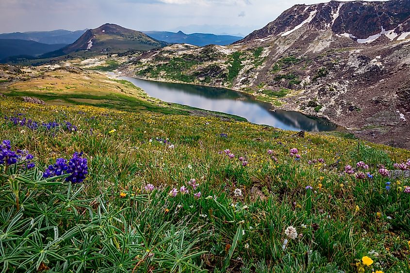 Wildflowers above Gardner Lake on the Beartooth Pass, Beartooth Highway, Wyoming.