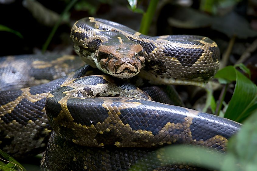 Burmese Python in a tropical forest setting.