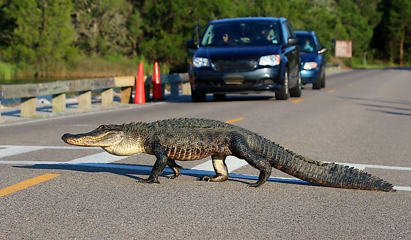 South Carolina wildlife nature background. American alligator is crossing the road between marshes at the Huntington Beach State Park, Litchfield, Myrtle Beach area, South Carolina