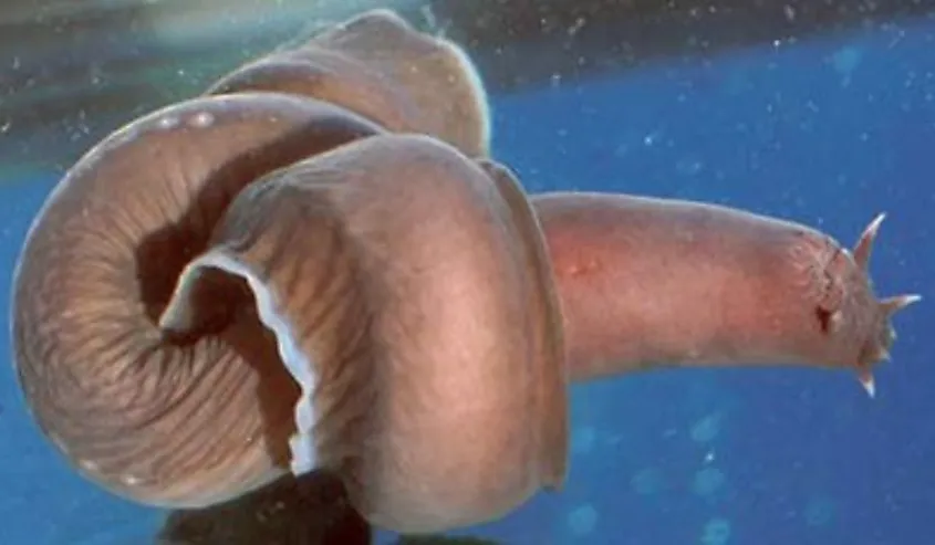 Close-up of a Hagfish.