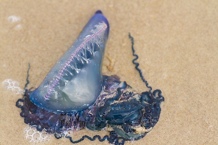 Portuguese Man O War Jellyfish on the beach of South padre, Texas