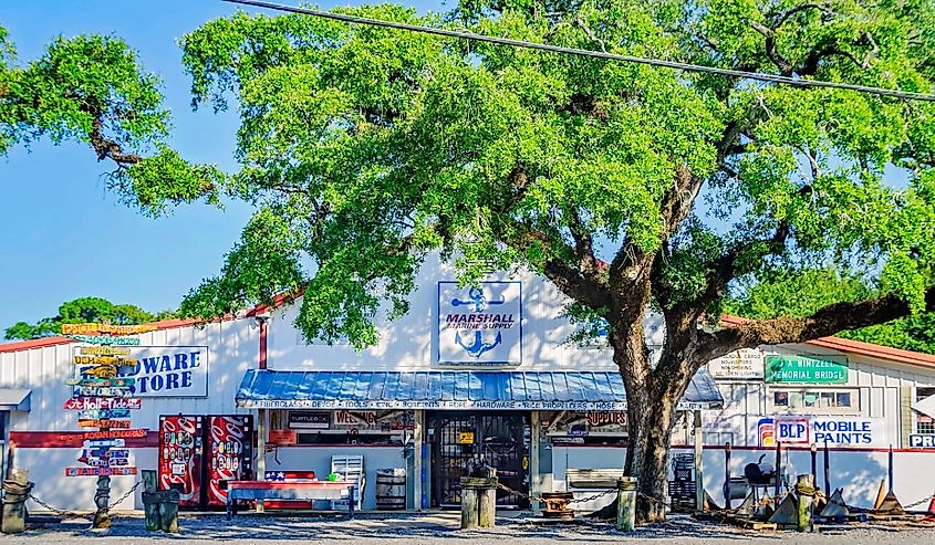 Southern Live Oak tree stands in front of Marshall Marine Supply in Bayou La Batre, Alabama.