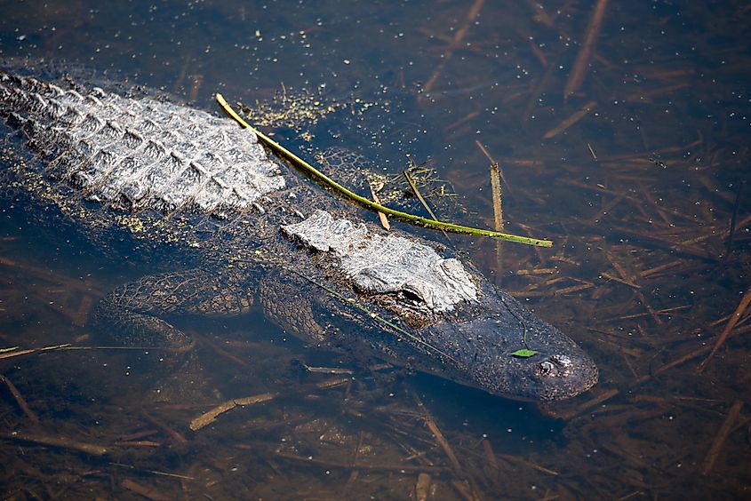 A mostly submerged alligator in a shallow pond at Aransas National Wildlife Refuge, Texas.