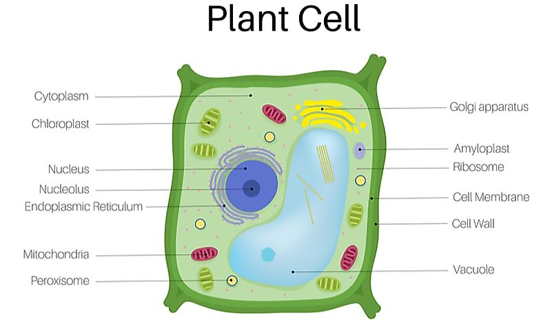 2d animal cell diagram