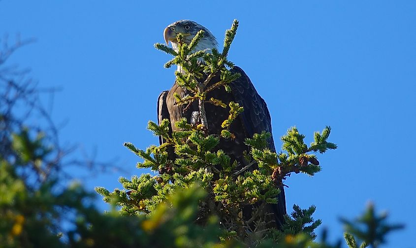 Majestic bald eagle sitting on a pine tree on a sunny autumn day. Image credit: Flystock/Shutterstock.com