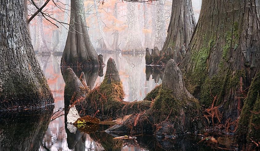 Beautiful bald cypress trees in autumn rusty-colored foliage and Nyssa aquatica water tupelo, their reflections in lake water, Chicot State Park, Louisiana