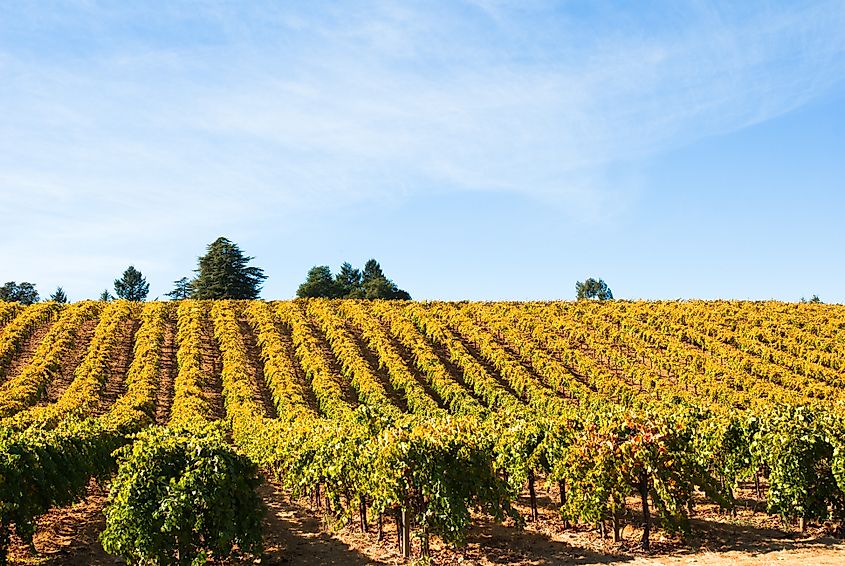 Vineyard in Fall, Sonoma County, California