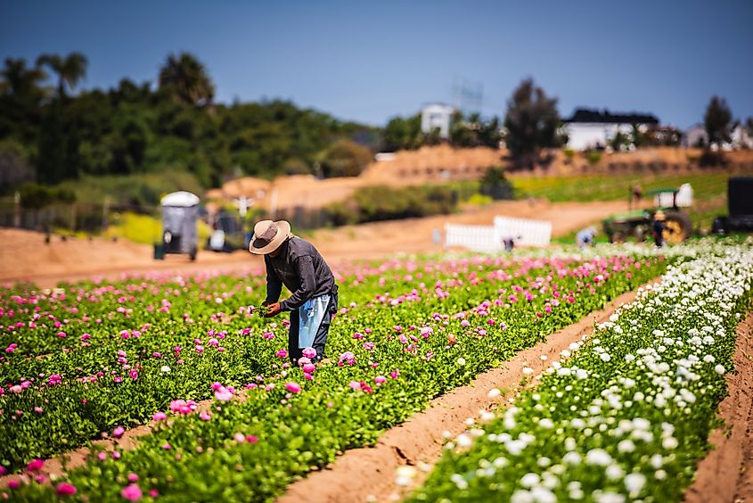 The Flower Fields in Carlsbad, California.