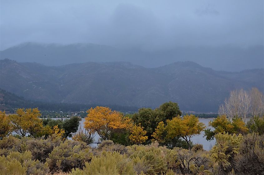 Golden trees in the Washoe Valley.