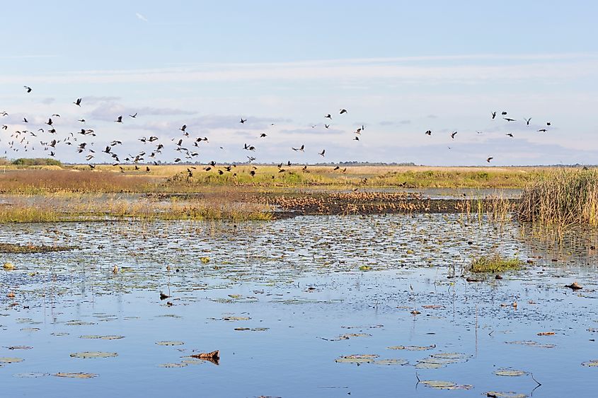 A scenic view of Lacassine National Wildlife Refuge, in Lake Arthur, Louisiana.