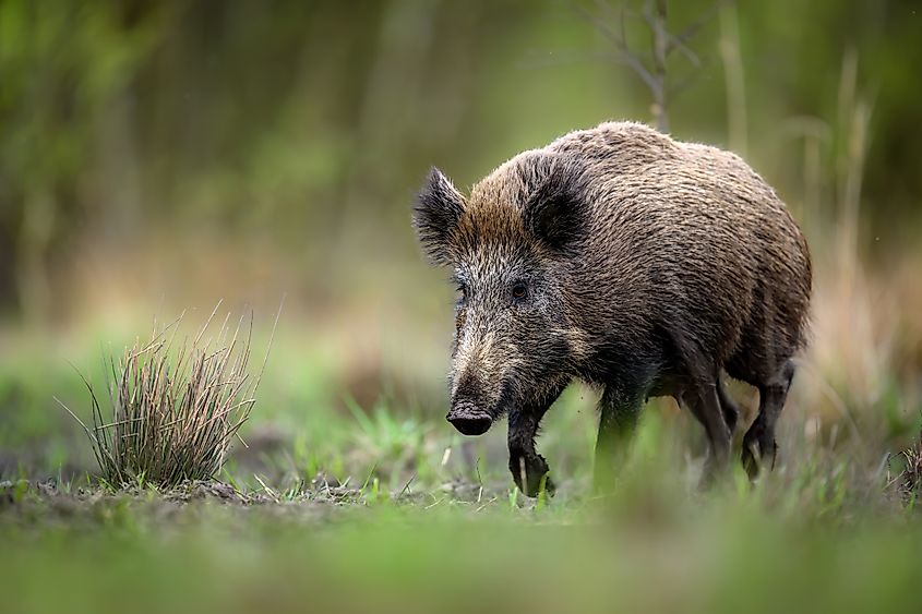 View of a wild boar.