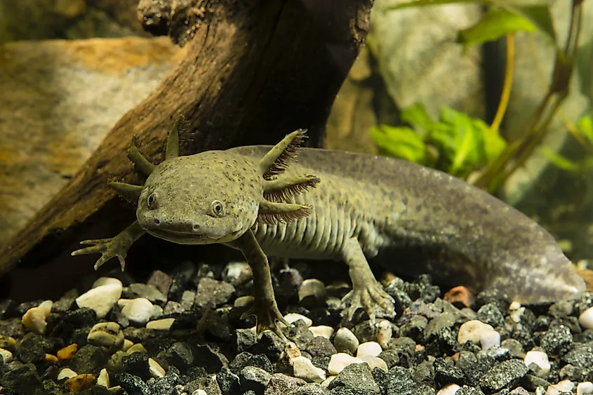 n the wild, axolotls are found only in Mexico's Lake Xochimilco.