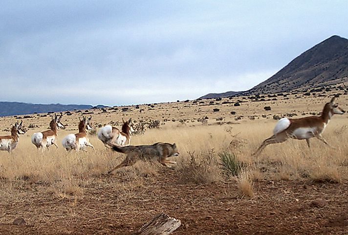 A coyote scatters a pronghorn herd at Sevilleta National Wildlife Refuge in New Mexico.
