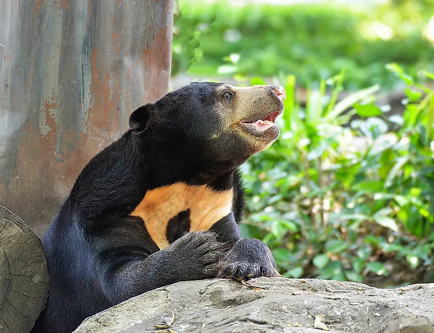 Sun bear