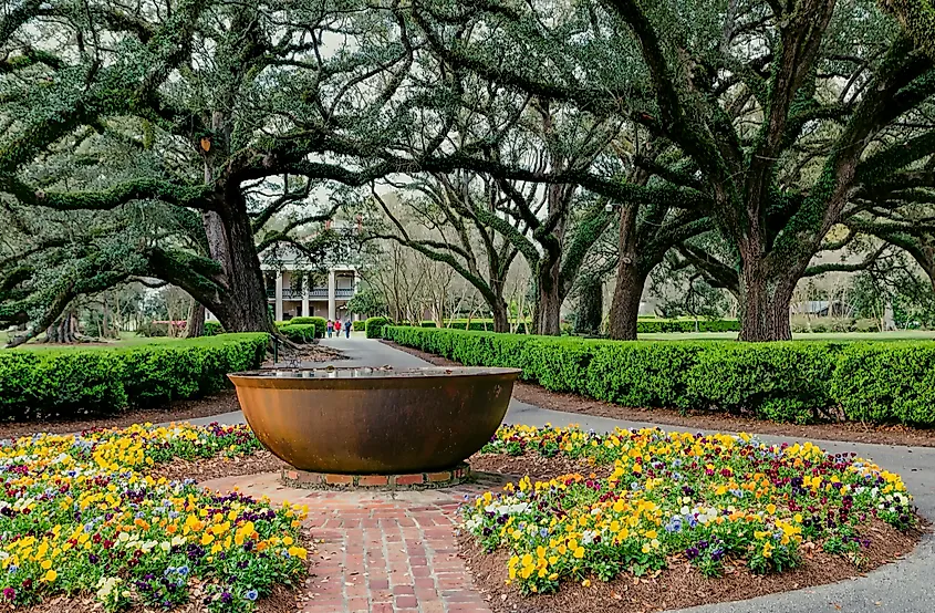 Live oaks at the Oak Alley Plantation in Vacherie, Louisiana.