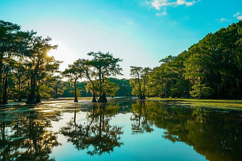 Reflective view of bald cypress trees at Caddo Lake near Uncertain, Texas