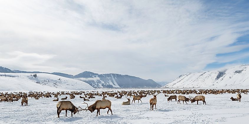 The National Elk Refuge in Wyoming.