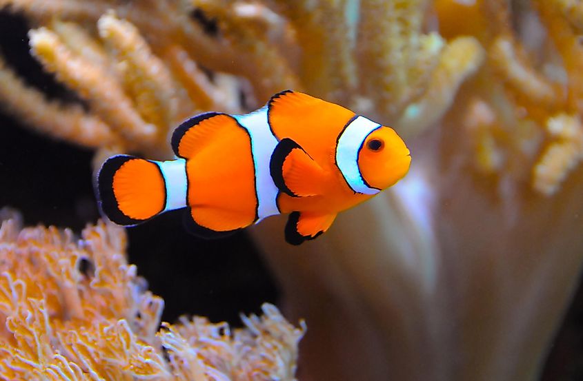 An orange and white anemonefish, aka "clown fish."