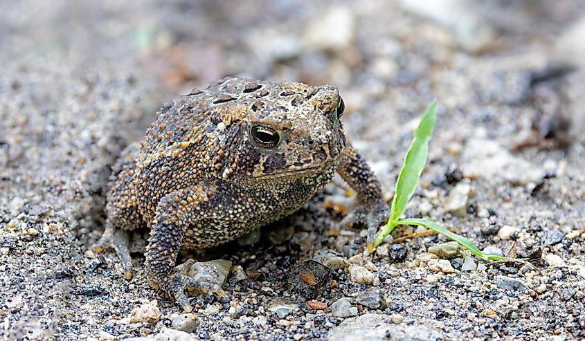 An american toad blends into a limestone gravel path.