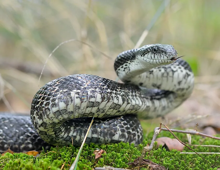 Gray Ratsnake (Pantherophis spiloides)