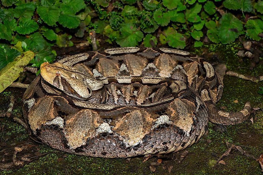 Close-up of a beautiful Gaboon adder (Bitis gabonica)