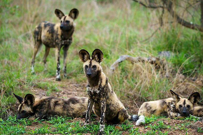A pack of African wild dogs.