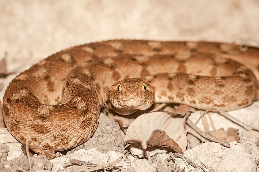 A close up of a saw scaled viper