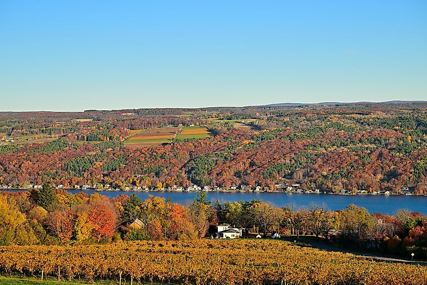 Colorful vineyard view near Hammondsport New York