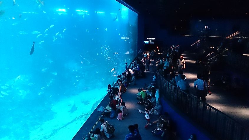 SEA aquarium at RWS Singapore. Image Credit ProjectManhattan via Wikimedia.