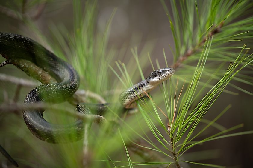 An eastern rat snake in pines.