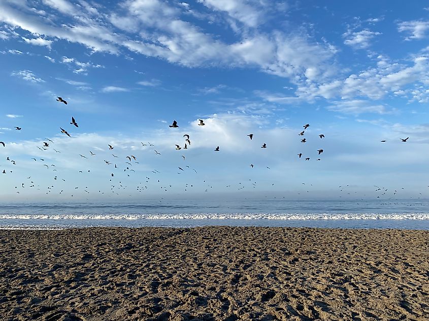 Flocks of shorebirds fly above a sandy beach and white-cap waves.