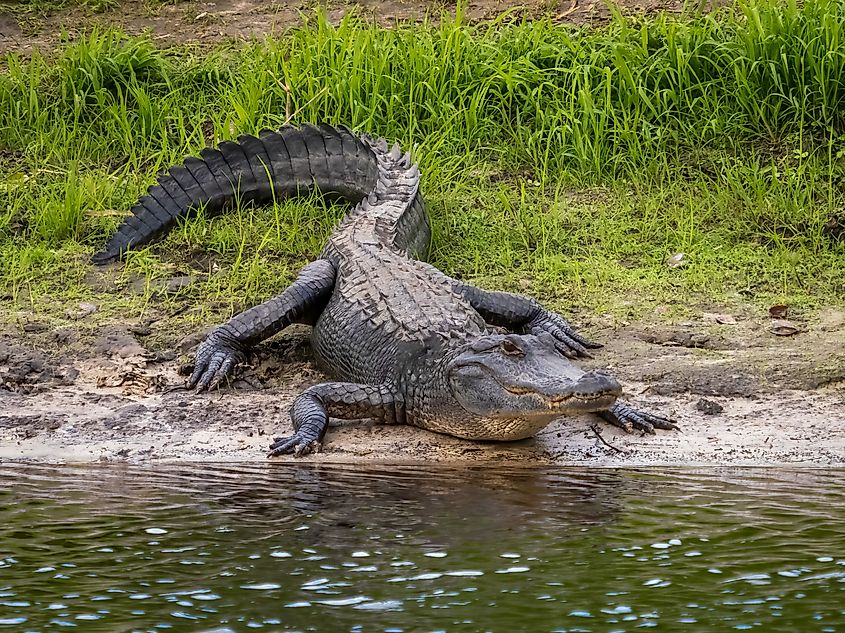 An American alligator relaxing along the shore of a river.