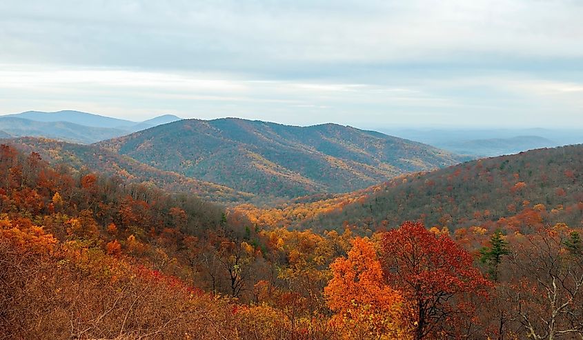 Colorful autumn view of Blue Ridge mountain ridges from Skyline Drive in Shenandoah National Park, Virginia.