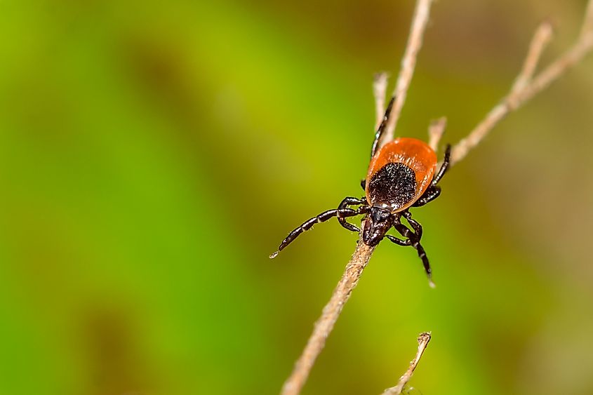 Deer tick on a branch.