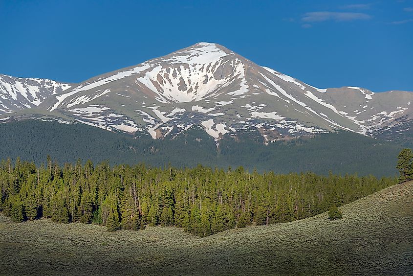 Morning View of Mount Elbert and Pine Trees