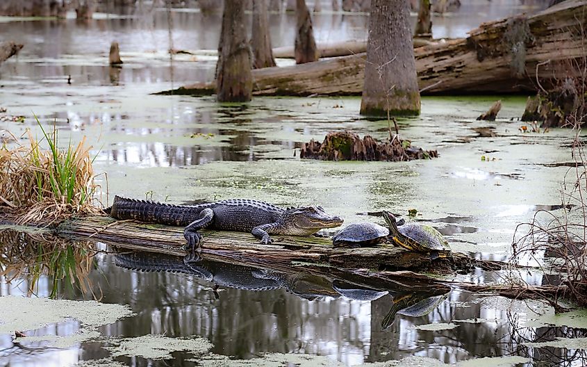 Alligators and turtles resting on a piece of log in a swamp near Breaux Bridge, Louisiana