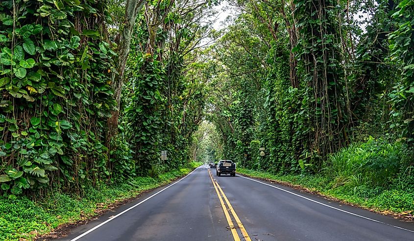 Eucalyptus tree tunnel with beautiful tropical vines on Kauai, Hawaii