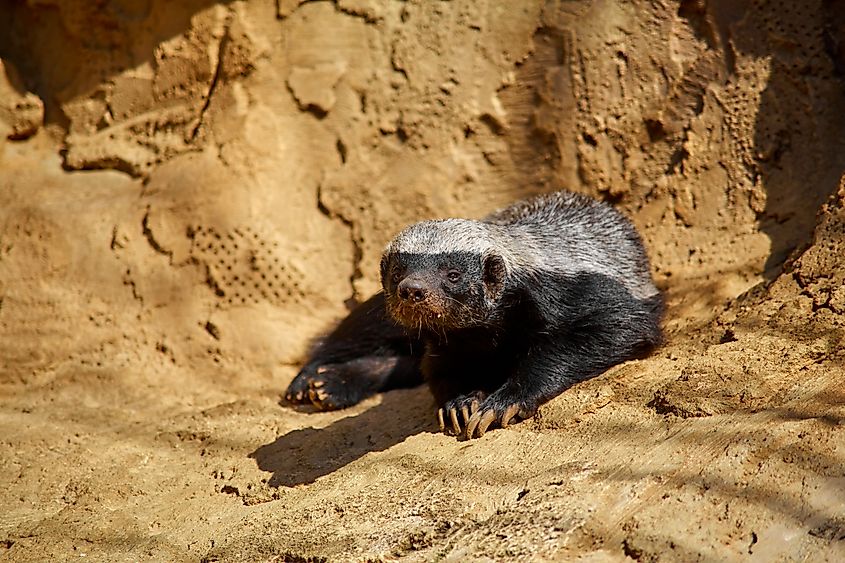 A honey badger basks in the sun on a stone at the zoo.Via Shutterstock / Try_my_best
