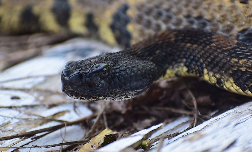 The timber rattlesnake, canebrake rattlesnake, or banded rattlesnake (Crotalus horridus)[6] is a species of pit viper endemic to eastern North America. 