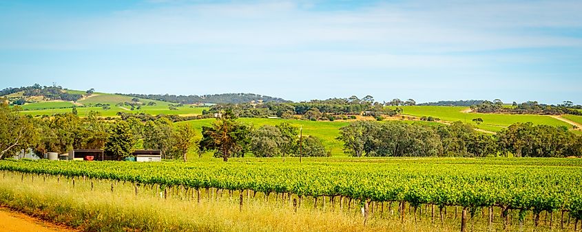 View of Grapevines at Greenock in the Barossa Valley of South Australia.