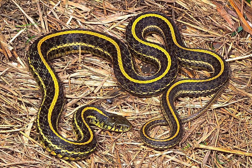 An eastern plains gartersnake, (Thamnophis radix radix), on grassland litter.