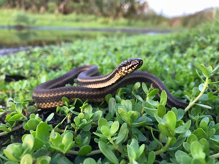A wild saltmarsh snake (Nerodia clarkii) clambering.
